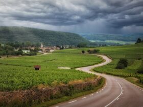 L'influenza del freddo sui vigneti toscani