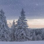 L'importanza della vendemmia invernale