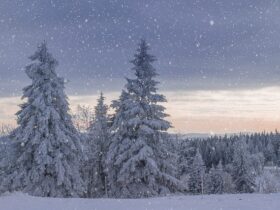 L'importanza della vendemmia invernale