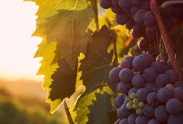 La cultura del vino in Italia