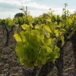La figura del viticoltore nel vino naturale