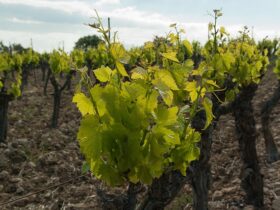 La figura del viticoltore nel vino naturale