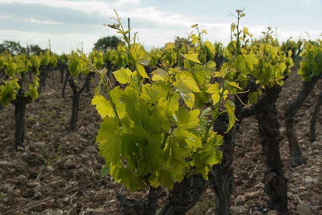 La figura del viticoltore nel vino naturale