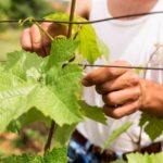 Migliori Cantine della Toscana