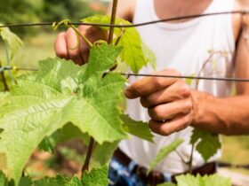 Migliori Cantine della Toscana