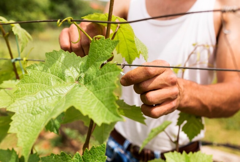 Migliori Cantine della Toscana