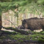 Come abbinare vino e carne di cinghiale