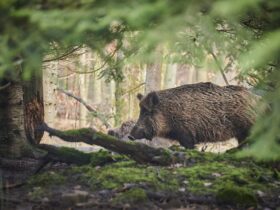 Come abbinare vino e carne di cinghiale