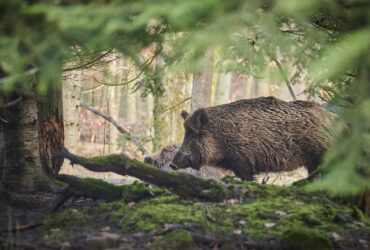 Come abbinare vino e carne di cinghiale