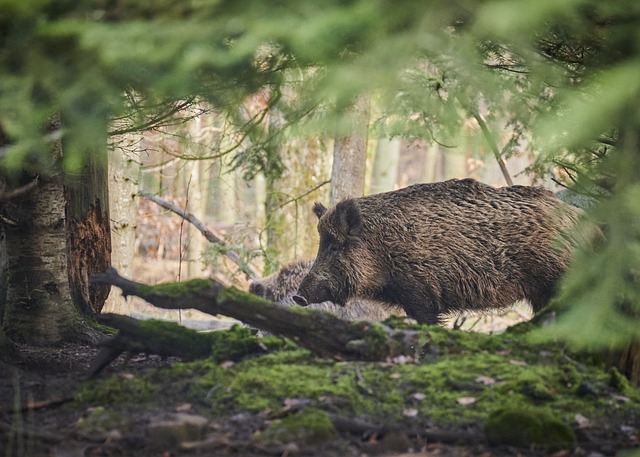 Come abbinare vino e carne di cinghiale