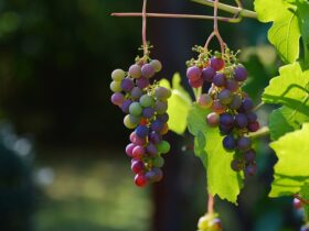 L'importanza della selezione delle uve nella qualità del vino toscano