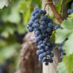 L'importanza dell'uva nella produzione del vino