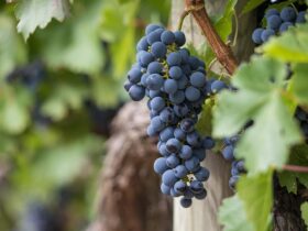 L'importanza dell'uva nella produzione del vino