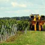 L'importanza della vendemmia notturna
