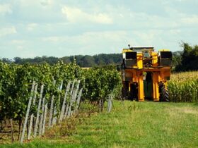 L'importanza della vendemmia notturna