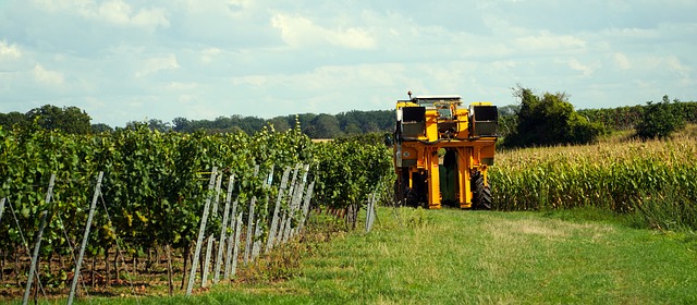L'importanza della vendemmia notturna