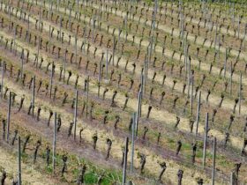 Piccole Aziende Agricole Hanno Bisogno del Tuo Supporto