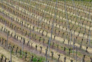 Piccole Aziende Agricole Hanno Bisogno del Tuo Supporto