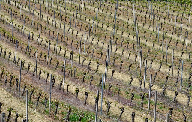 Piccole Aziende Agricole Hanno Bisogno del Tuo Supporto