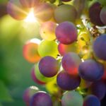 L'importanza della raccolta dell'uva