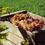 Processo di vinificazione del Sangiovese