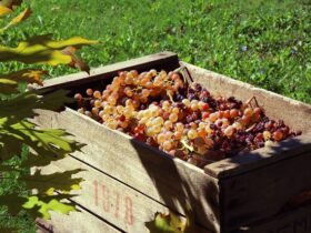 Processo di vinificazione del Sangiovese