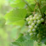 L'importanza della selezione dei cloni di vite