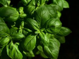 Tradizioni culinarie toscane