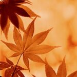 L'importanza del diradamento delle foglie