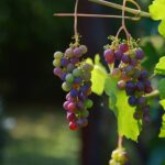 L'importanza della selezione delle uve nella qualità del vino toscano