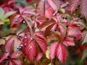 Come degustare un vino autunnale tannico